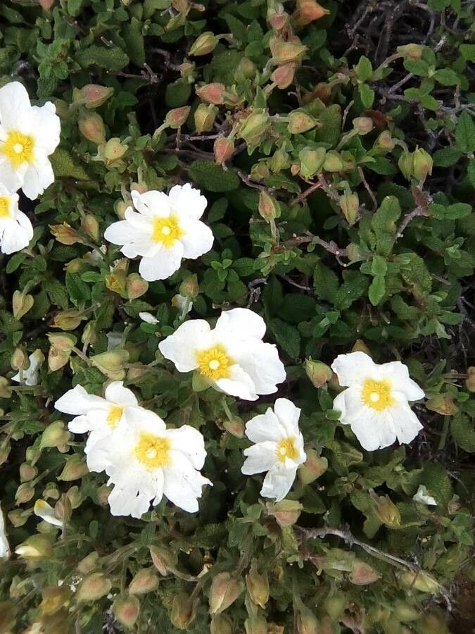 Cistus salviifolius flower