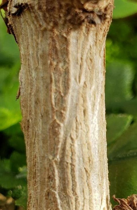 Achetaria azurea bark