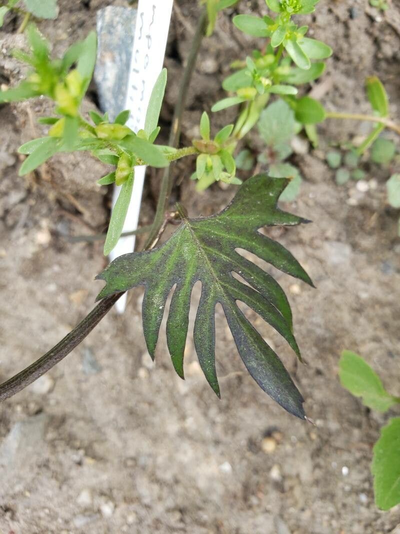 Ipomoea × multifida — search result for 'Ipomoea'