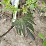 Ipomoea × multifida