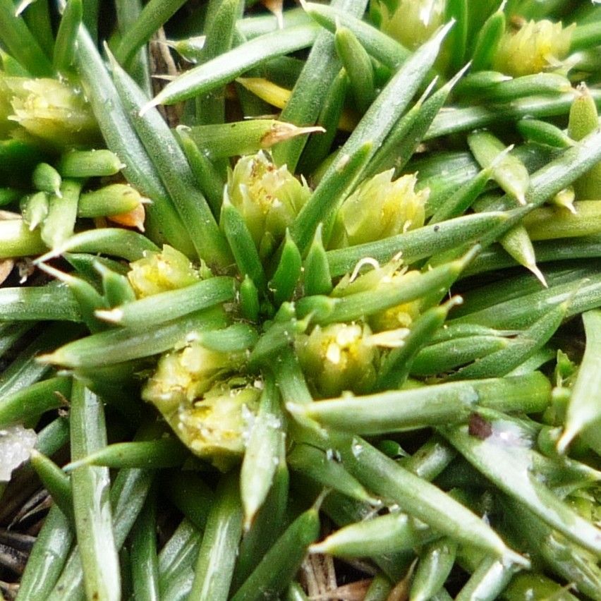 Novenia acaulis flower