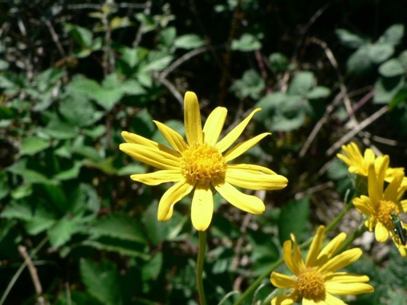 Senecio ruthenensis flower