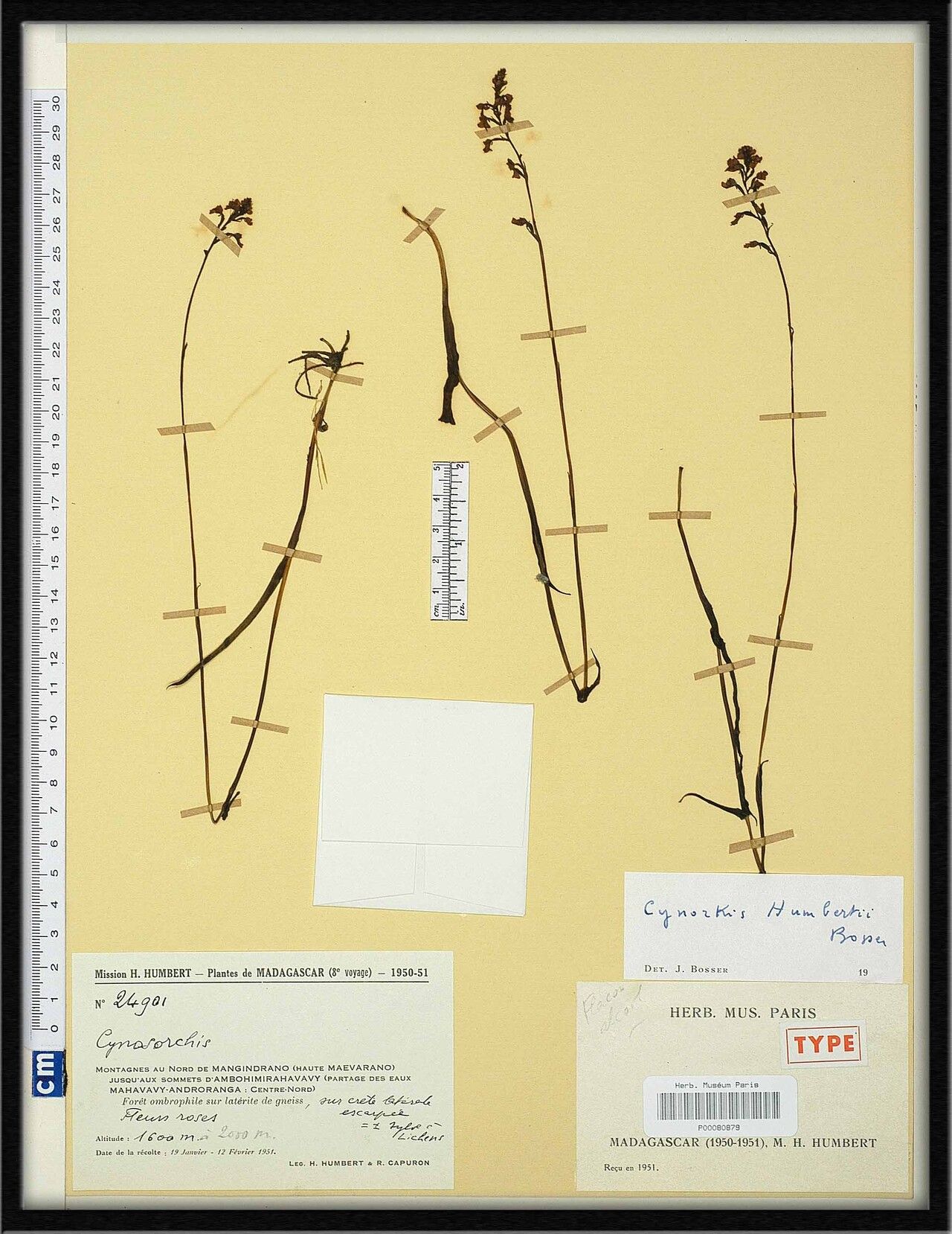 Cynorkis humbertii — houseplant care guide