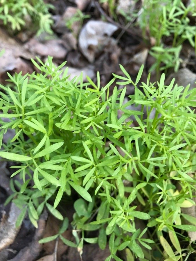 Floerkea proserpinacoides — houseplant care guide