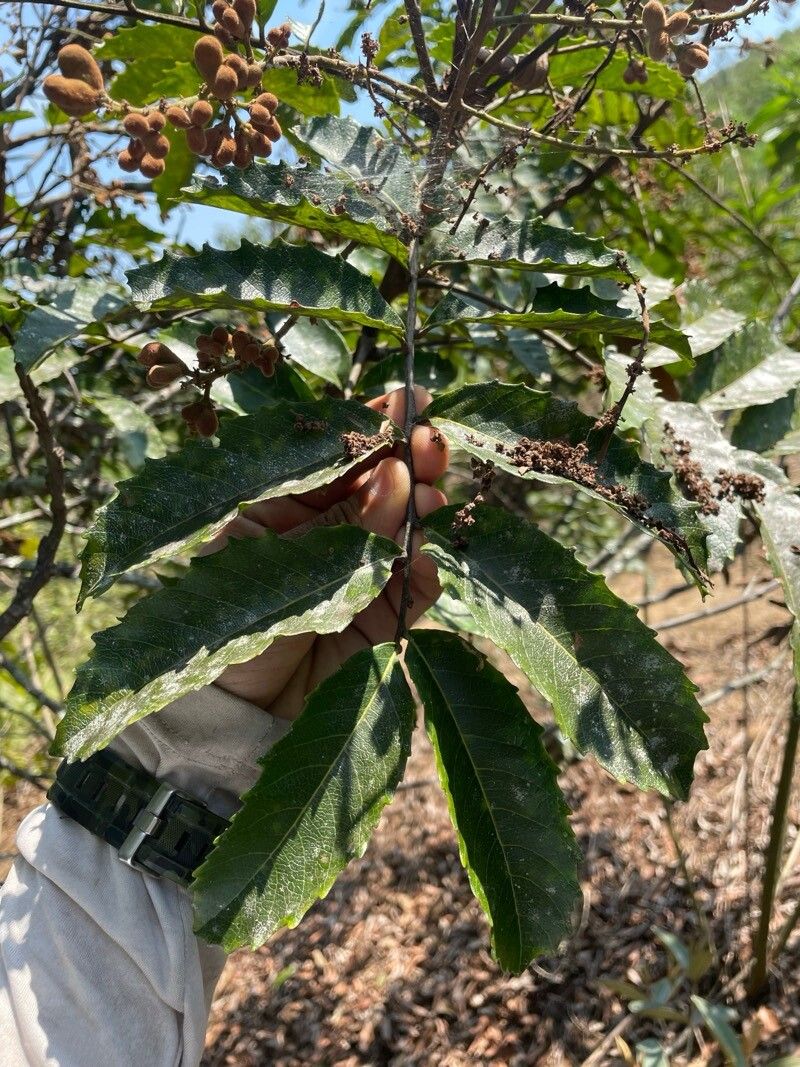 Cupania furfuracea — related species from the same genus