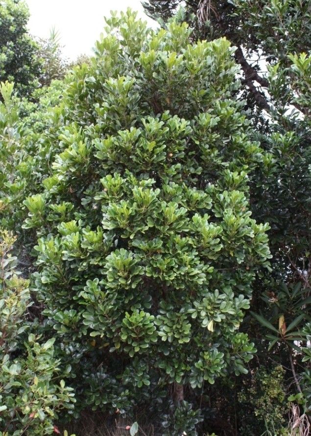 Dysoxylum canalense habit