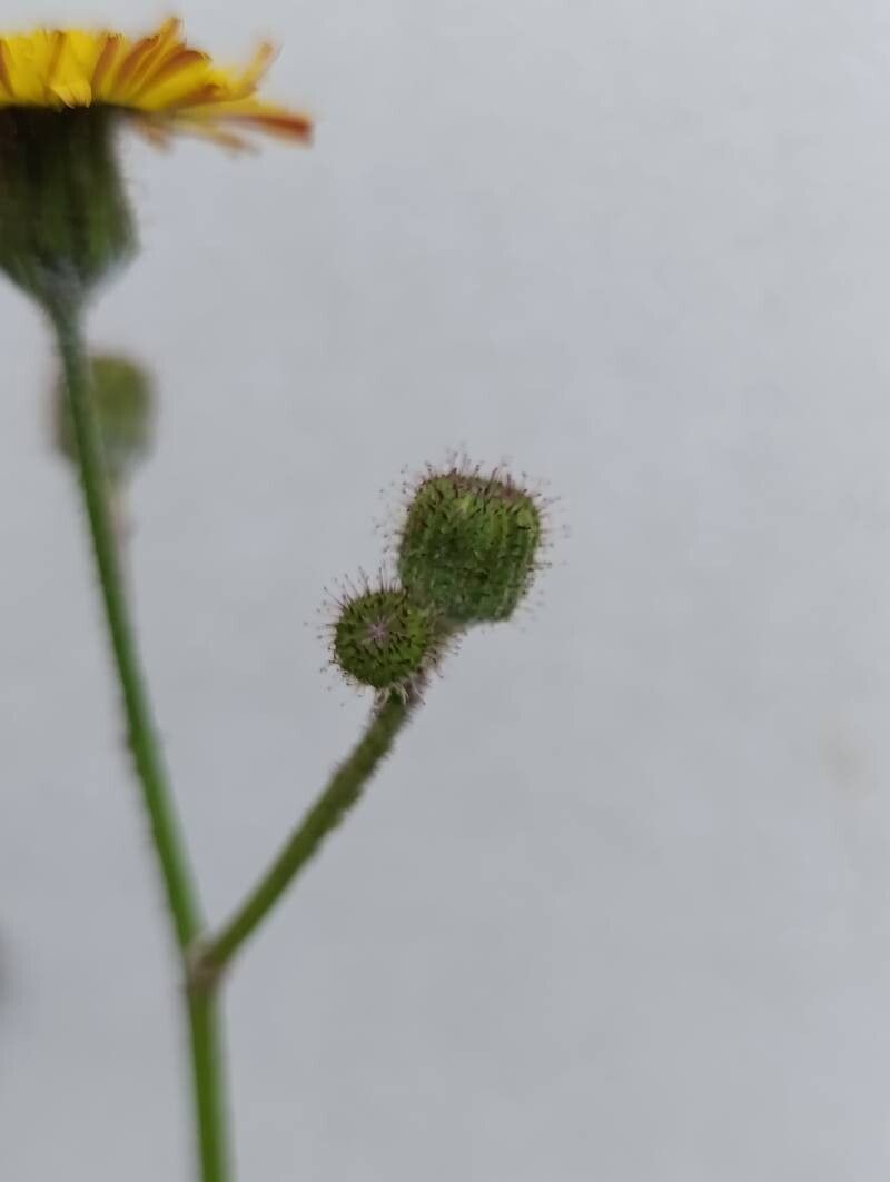 Sonchus wightianus flower