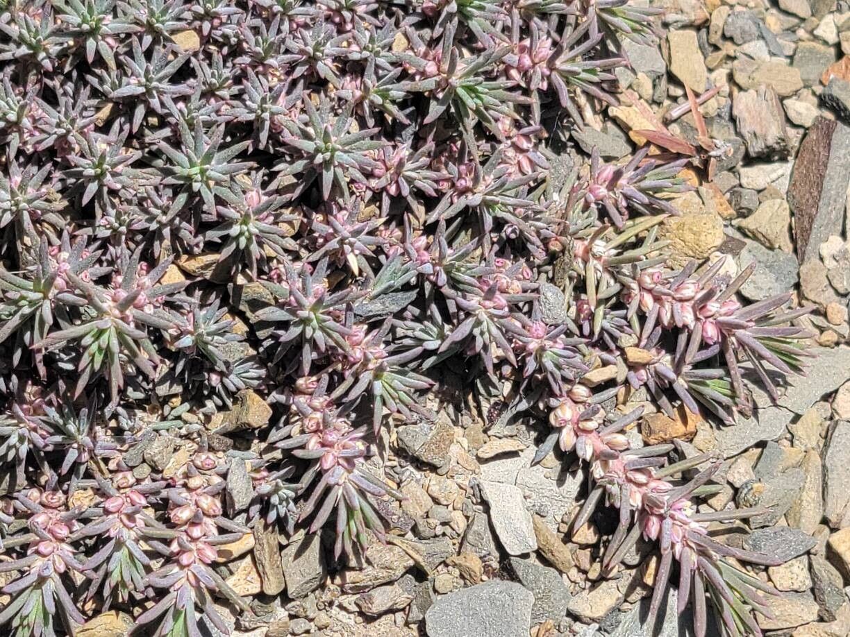 Polycnemum fontanesii flower