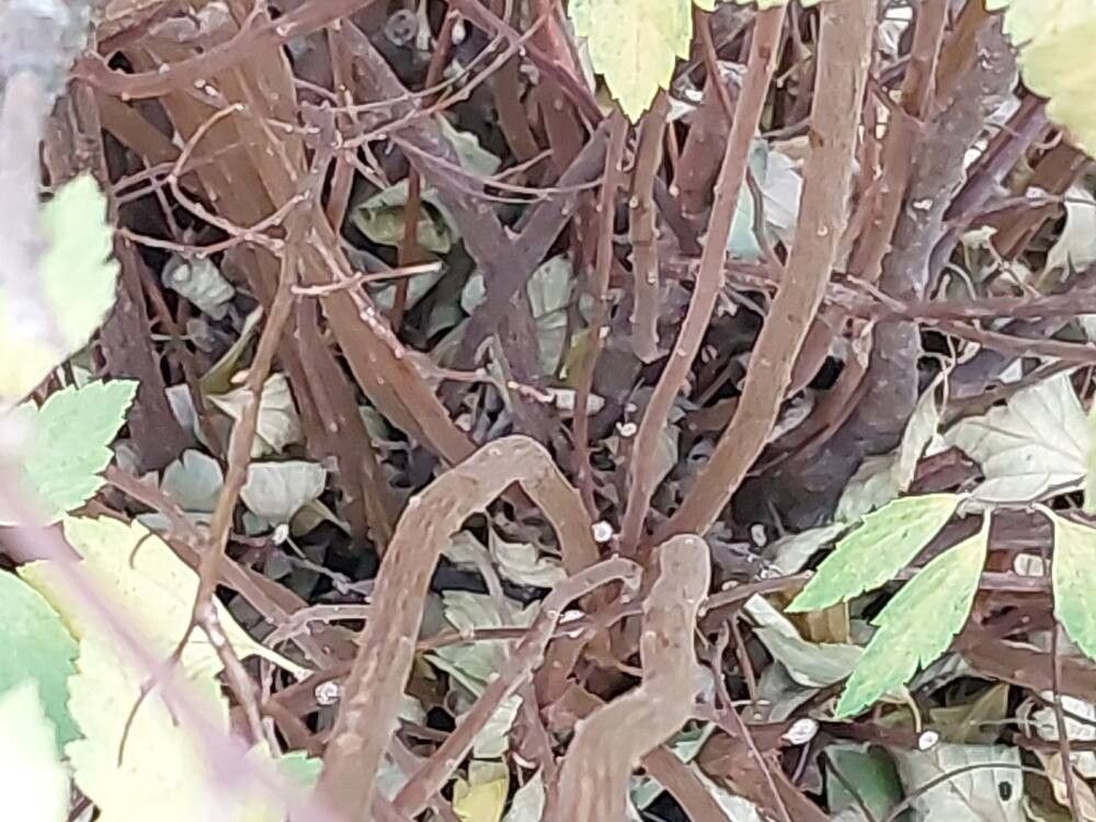 Spiraea dasyantha bark