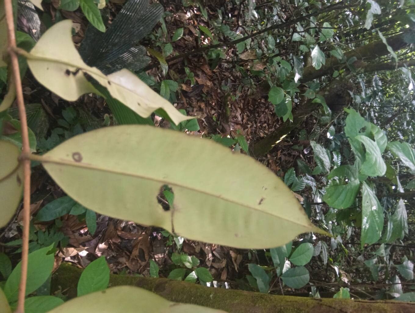 Myrcia neospeciosa leaf