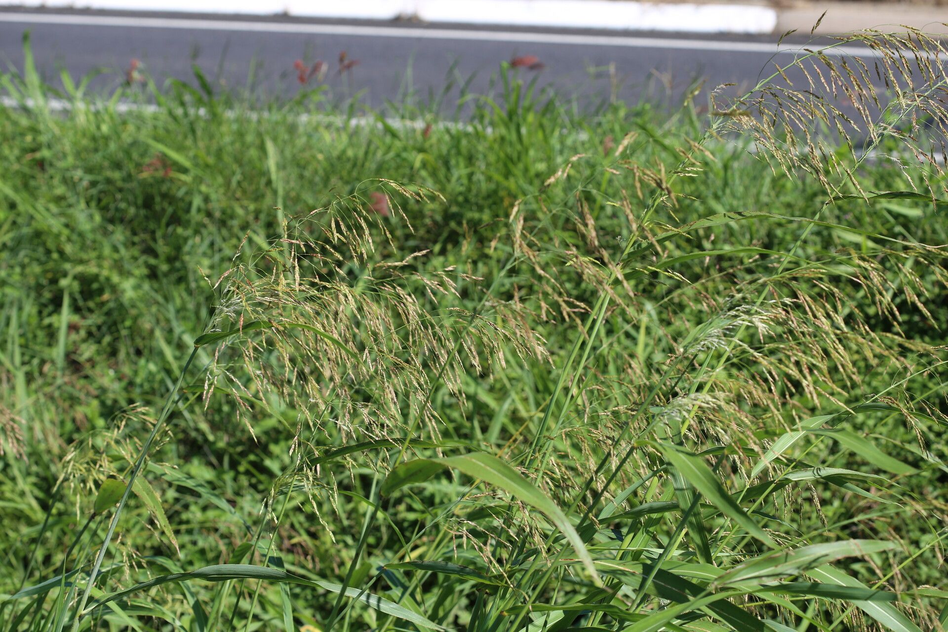 Sorghum verticilliflorum