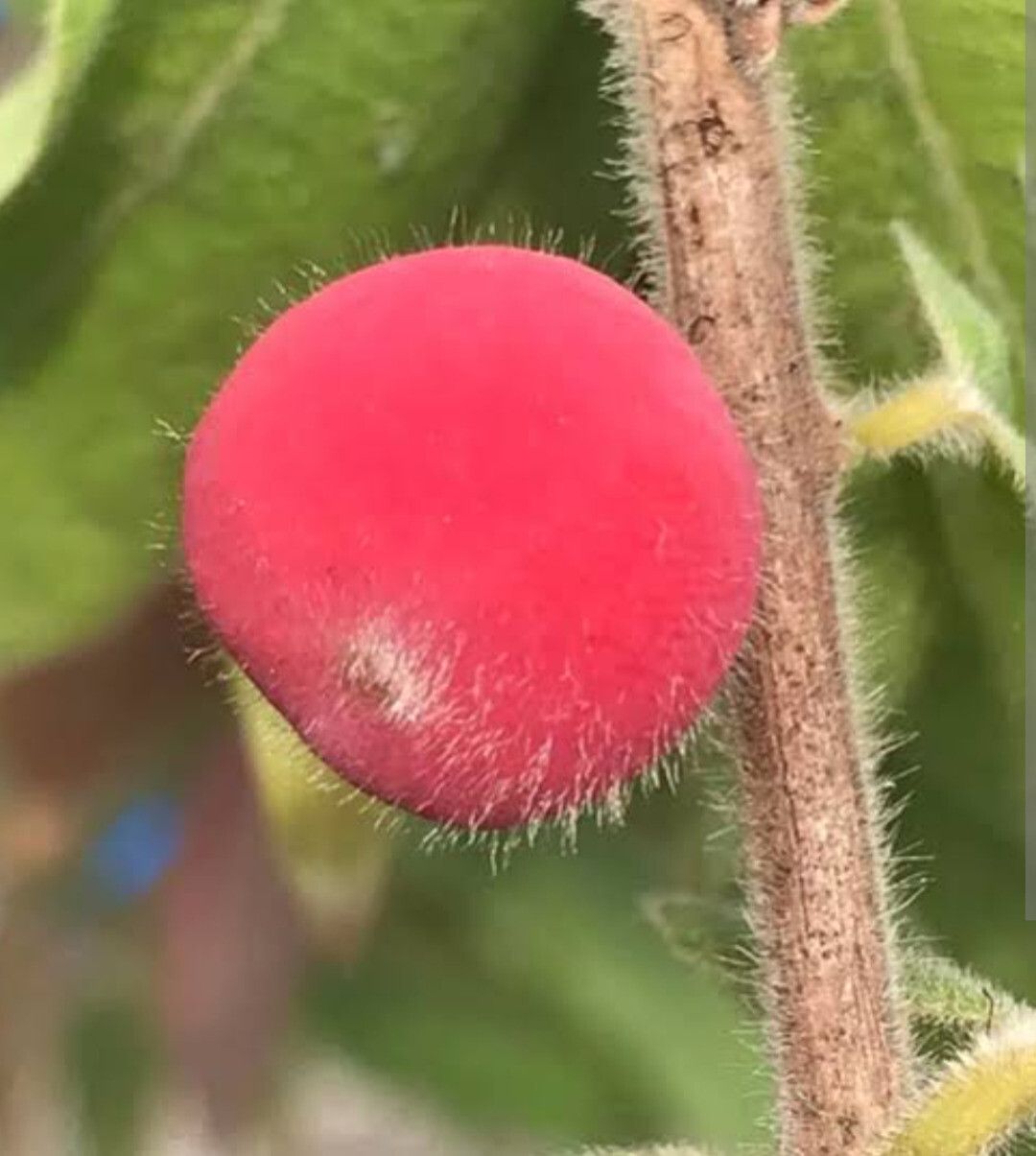 Myrciaria glomerata fruit