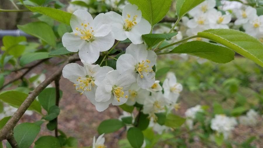 Malus sargentii flower