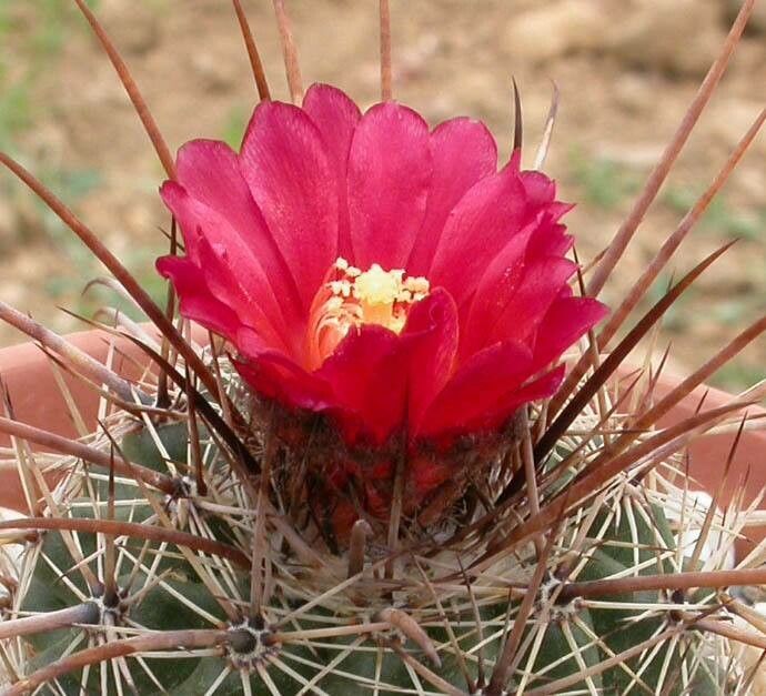 Parodia maxima — search result for 'Parodia'