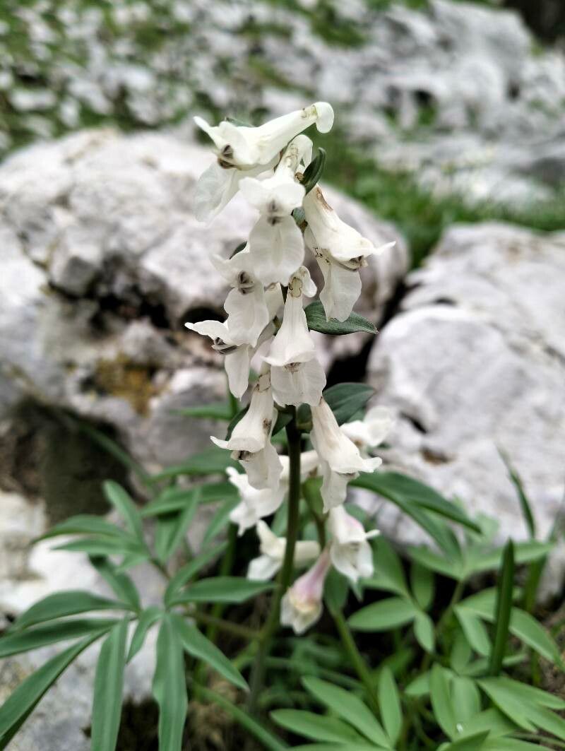 Corydalis blanda flower