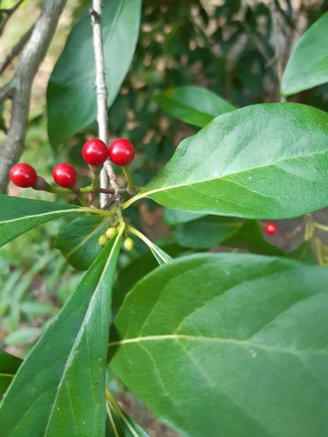 Lindera erythrocarpa fruit