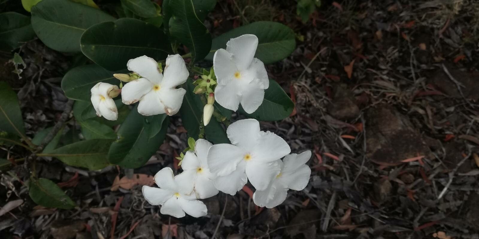 Cerberiopsis obtusifolia flower