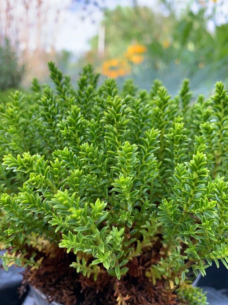 Hebe cupressoides — related species from the same genus