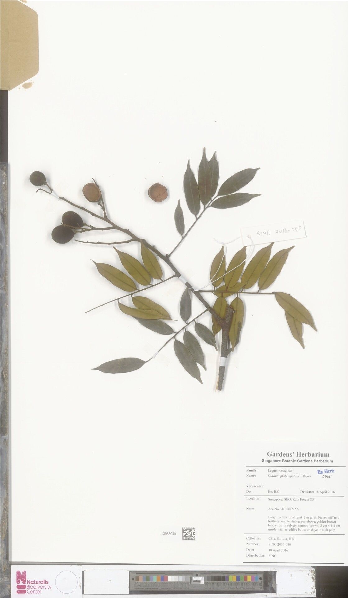 Dialium platysepalum — search result for 'Dialium'