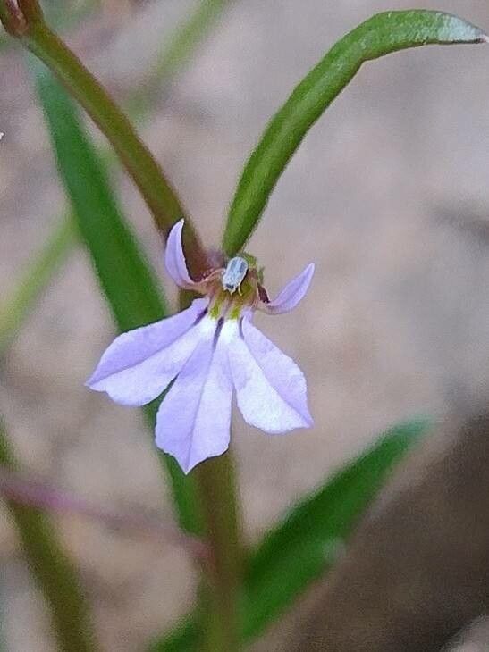 Lobelia anceps flower