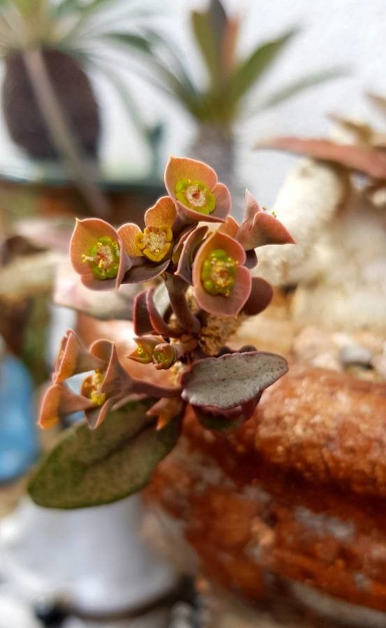Euphorbia francoisii flower
