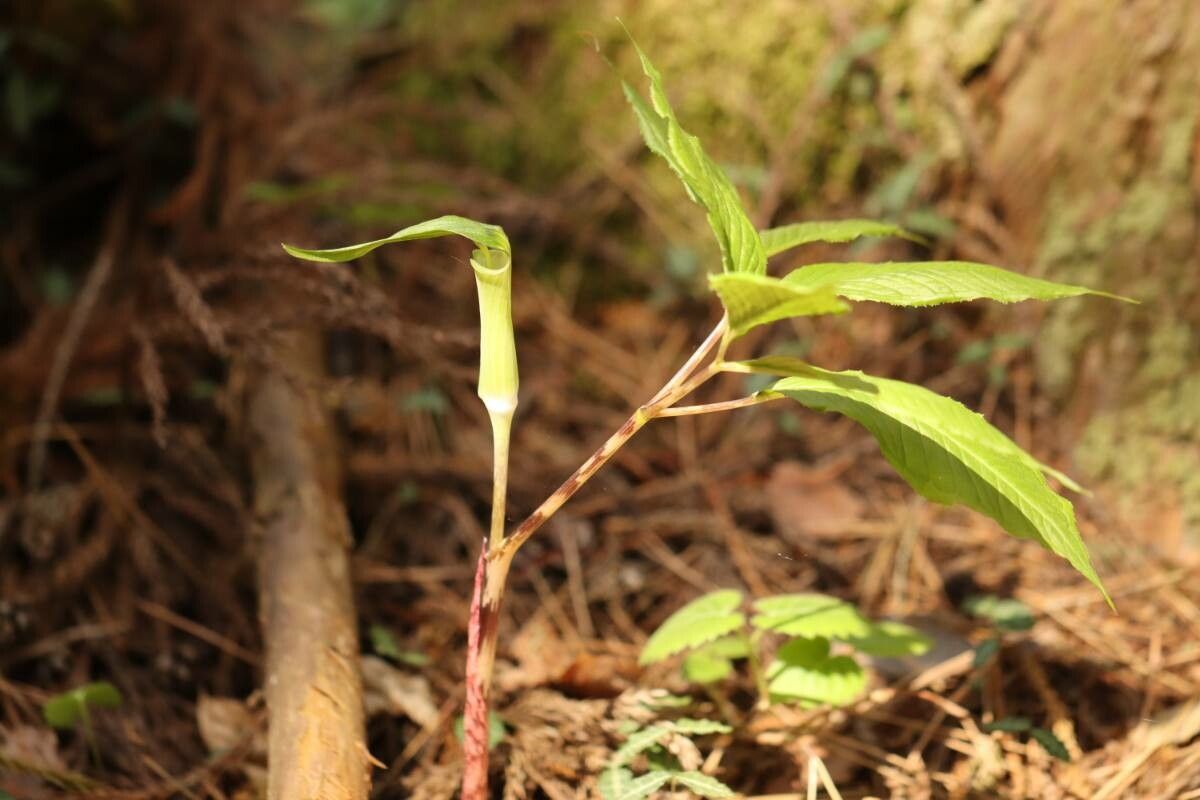 Arisaema monophyllum flower