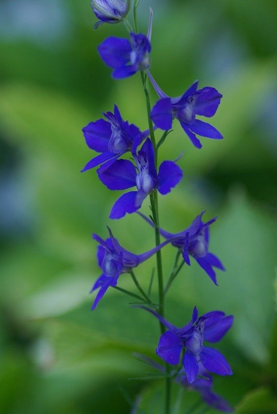 Delphinium hispanicum flower