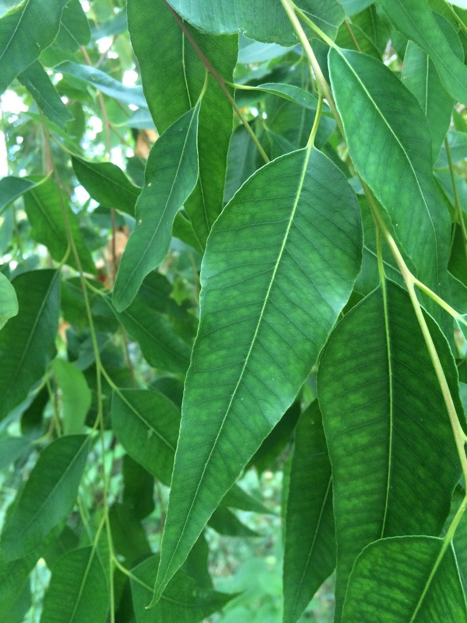 Eucalyptus microtheca — search result for 'Eucalyptus'