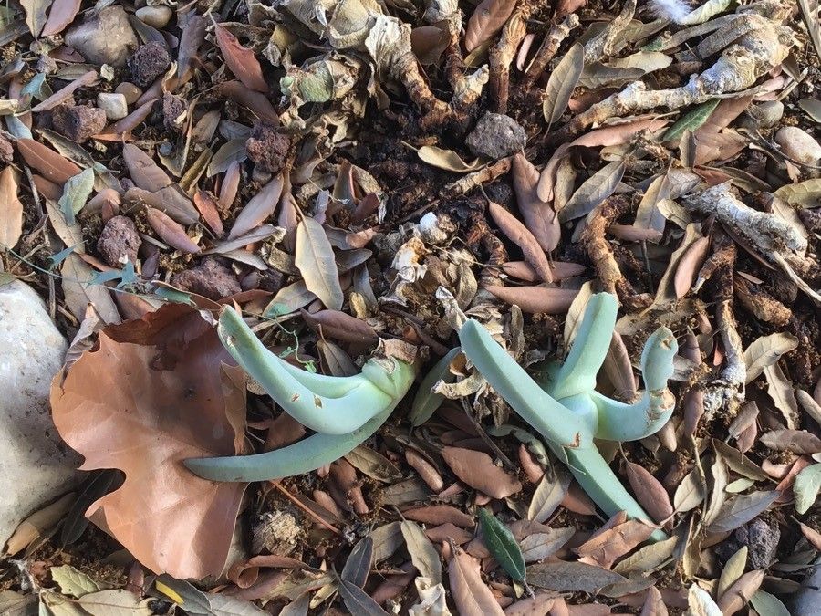 Cheiridopsis denticulata leaf