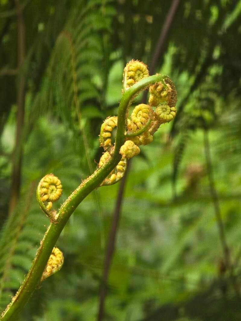 Cyathea microdonta — houseplant care guide