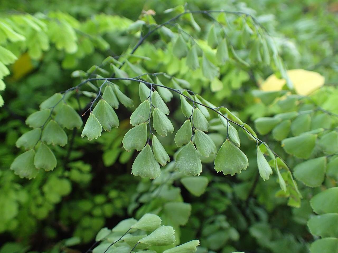 Adiantum venustum habit