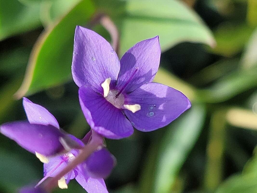 Veronica perfoliata flower