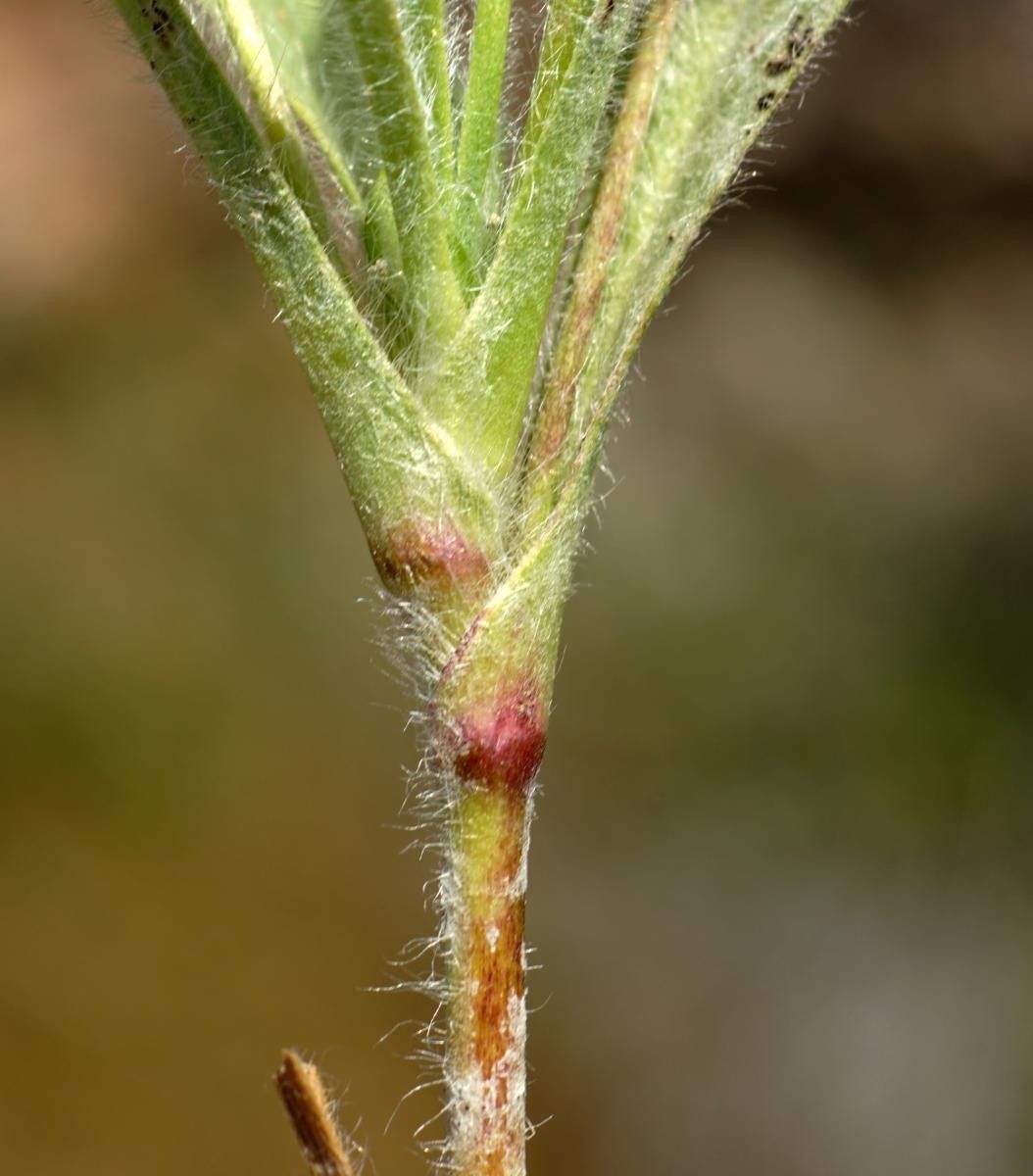 Plantago amplexicaulis leaf