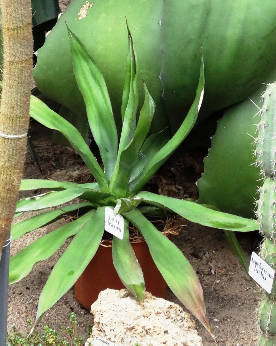 Agave obscura leaf