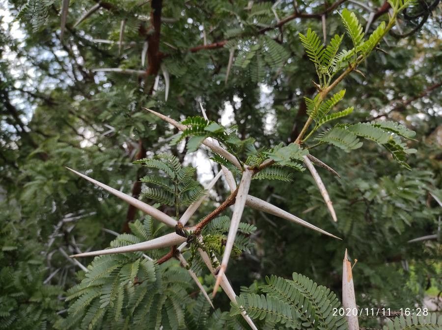 Acacia karroo — search result for 'Angola'