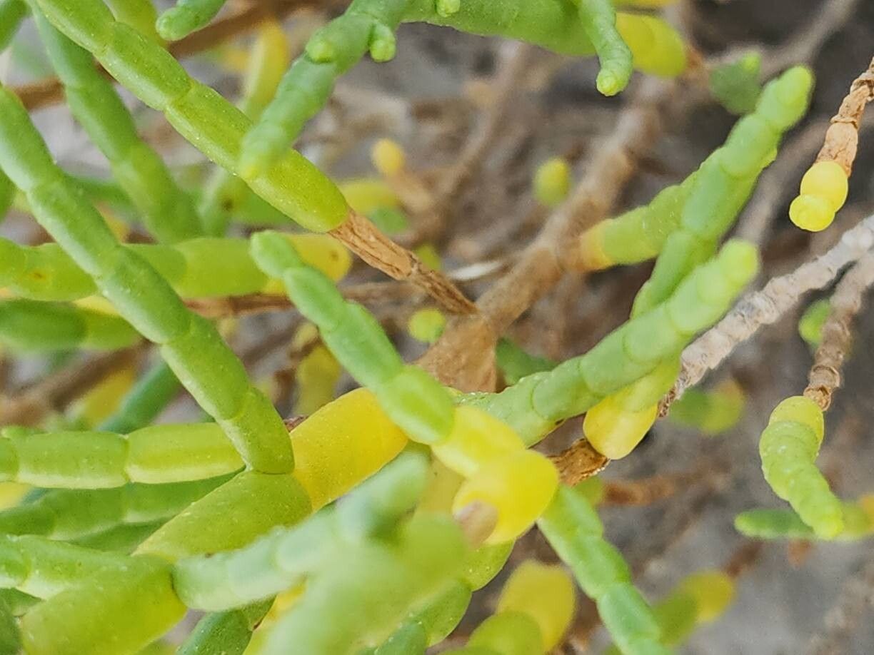 Salicornia iranica bark