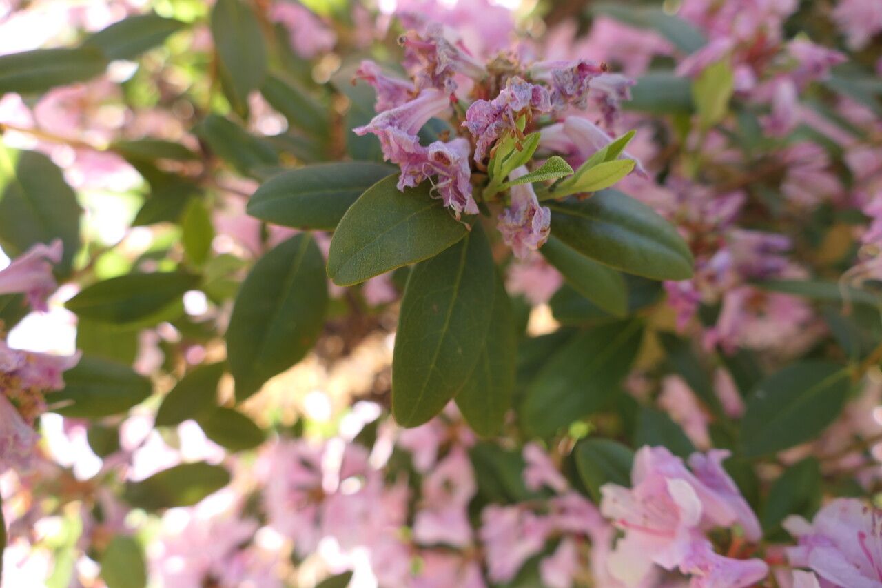 Rhododendron chapmanii — houseplant care guide