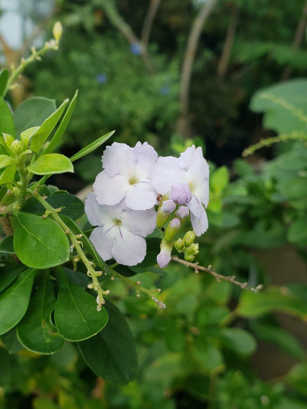 Duranta stenostachya flower