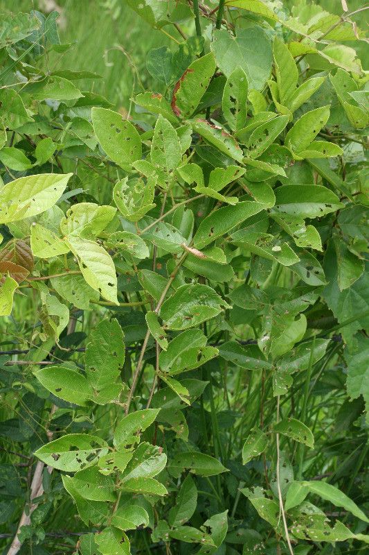 Centrosema brasilianum habit