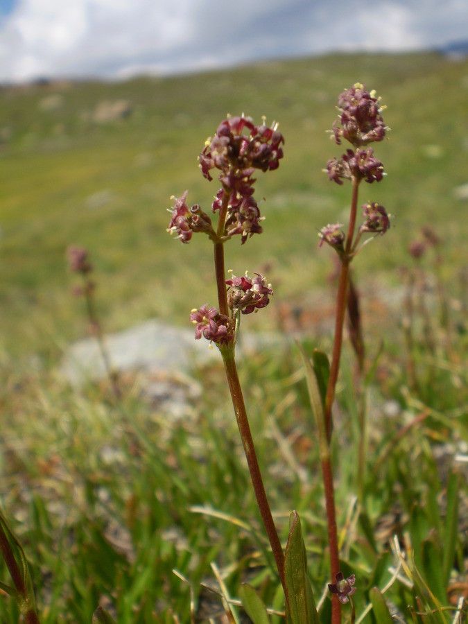 Valeriana celtica habit