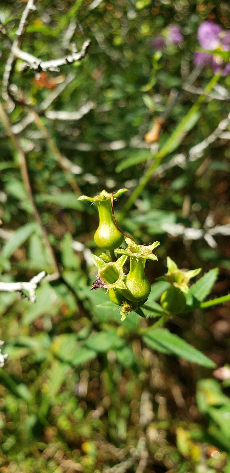 Rhexia mariana fruit