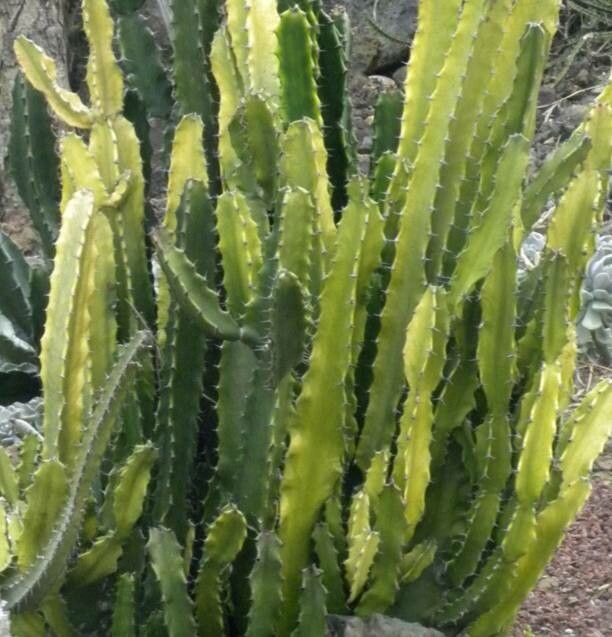 Euphorbia deightonii — houseplant care guide