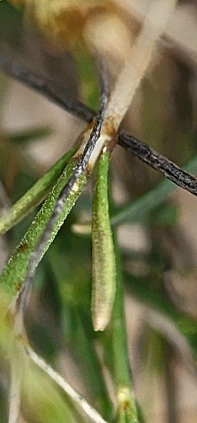 Thesium compressum — search result for 'Thesium'