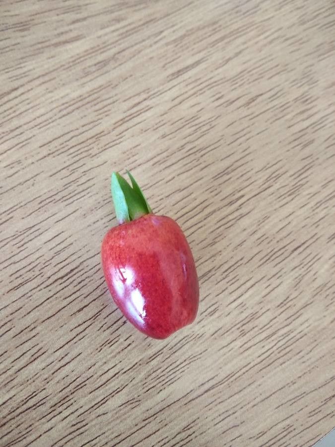 Syzygium phillyreifolium — houseplant care guide