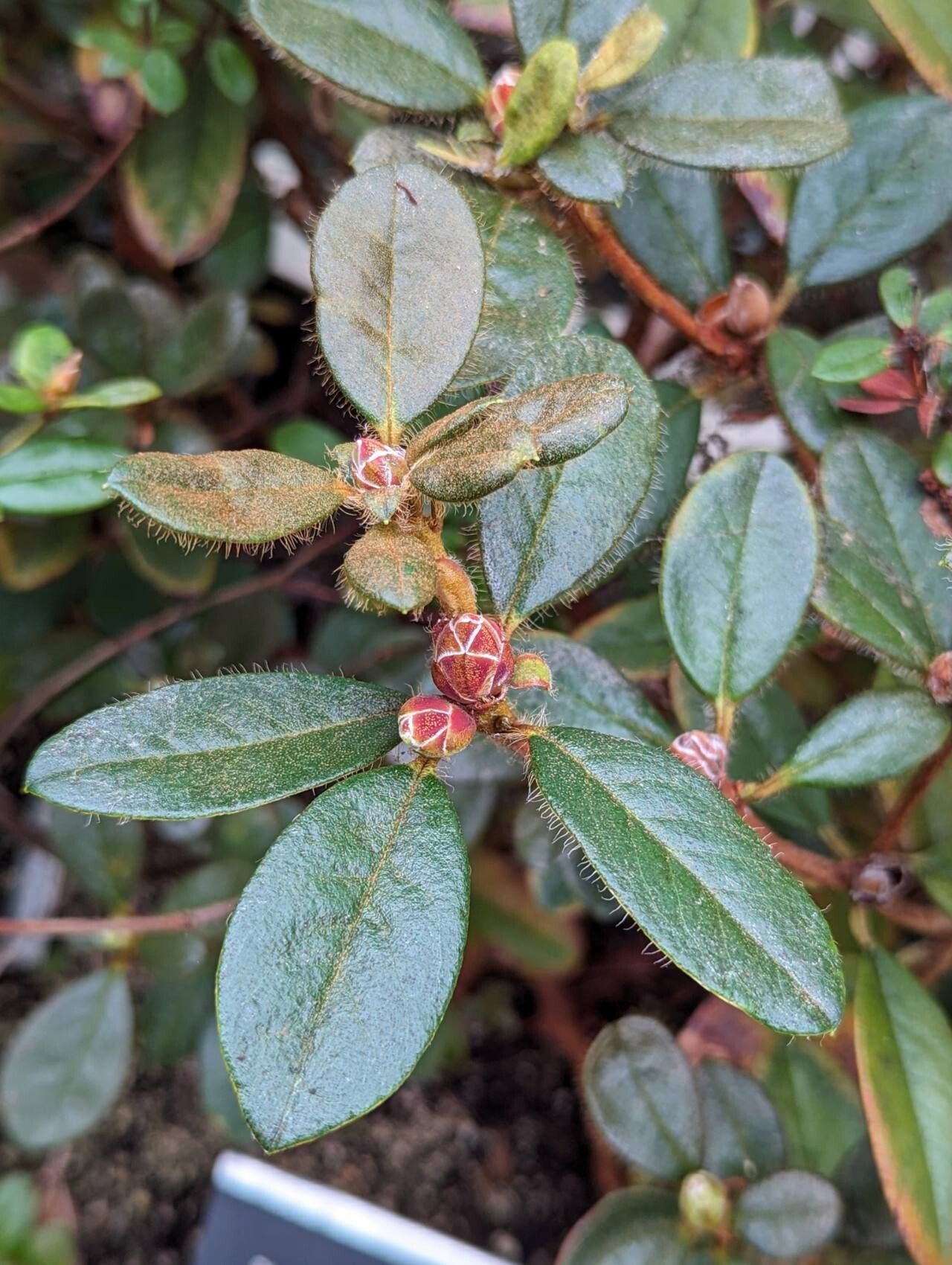 Rhododendron burmanicum leaf