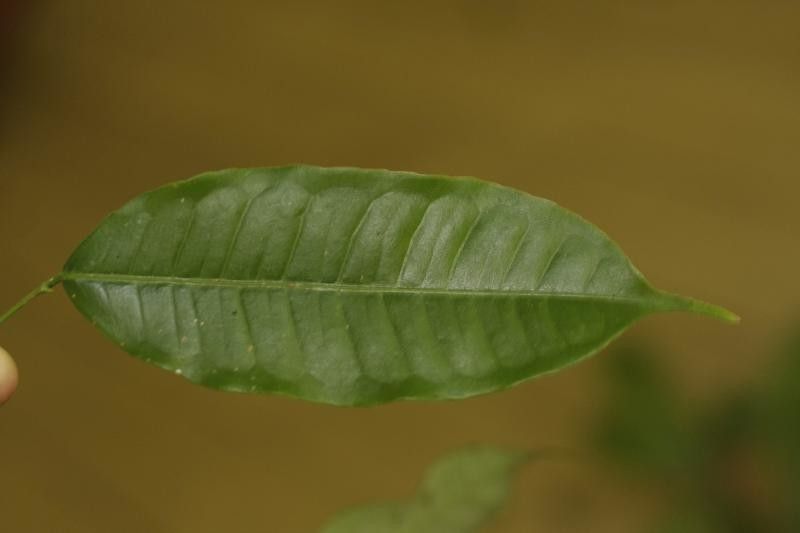 Mabea piriri — houseplant care guide