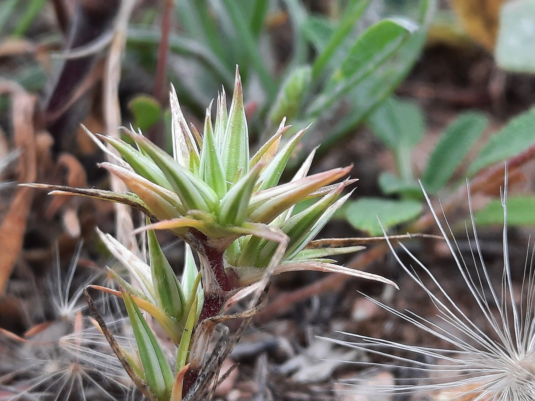 Minuartia montana — houseplant care guide