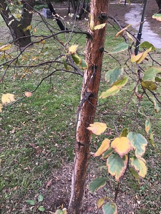 Betula celtiberica bark