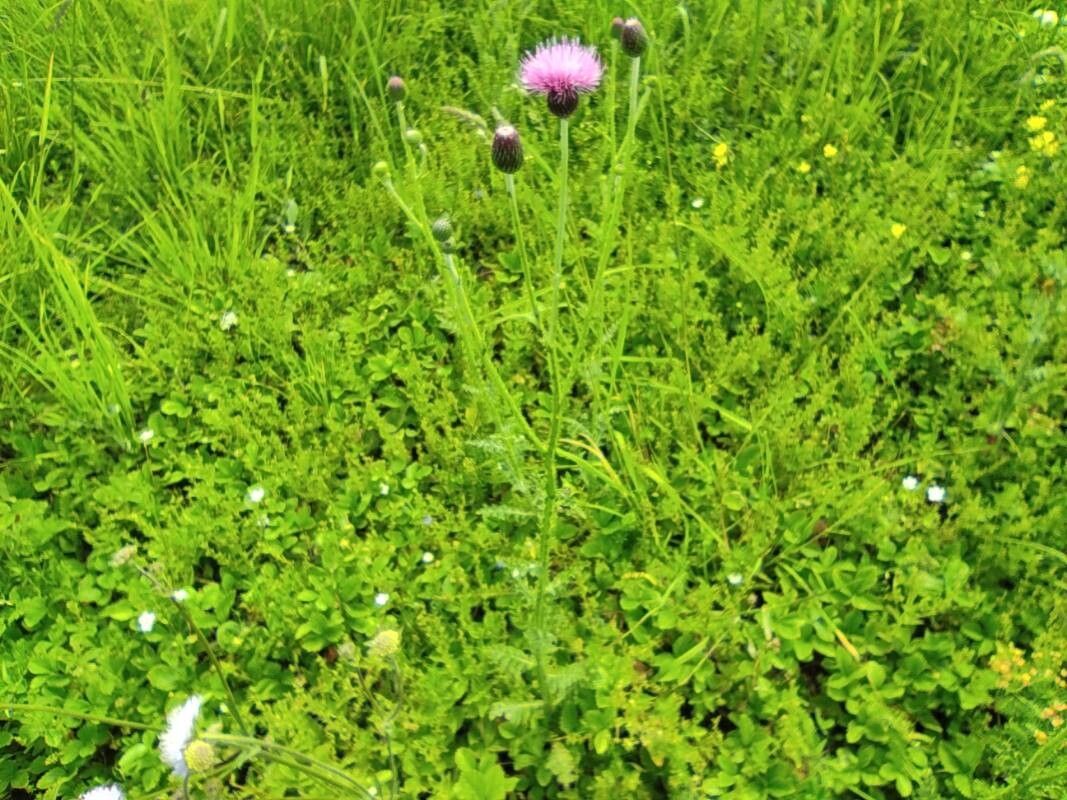 Carduus collinus habit