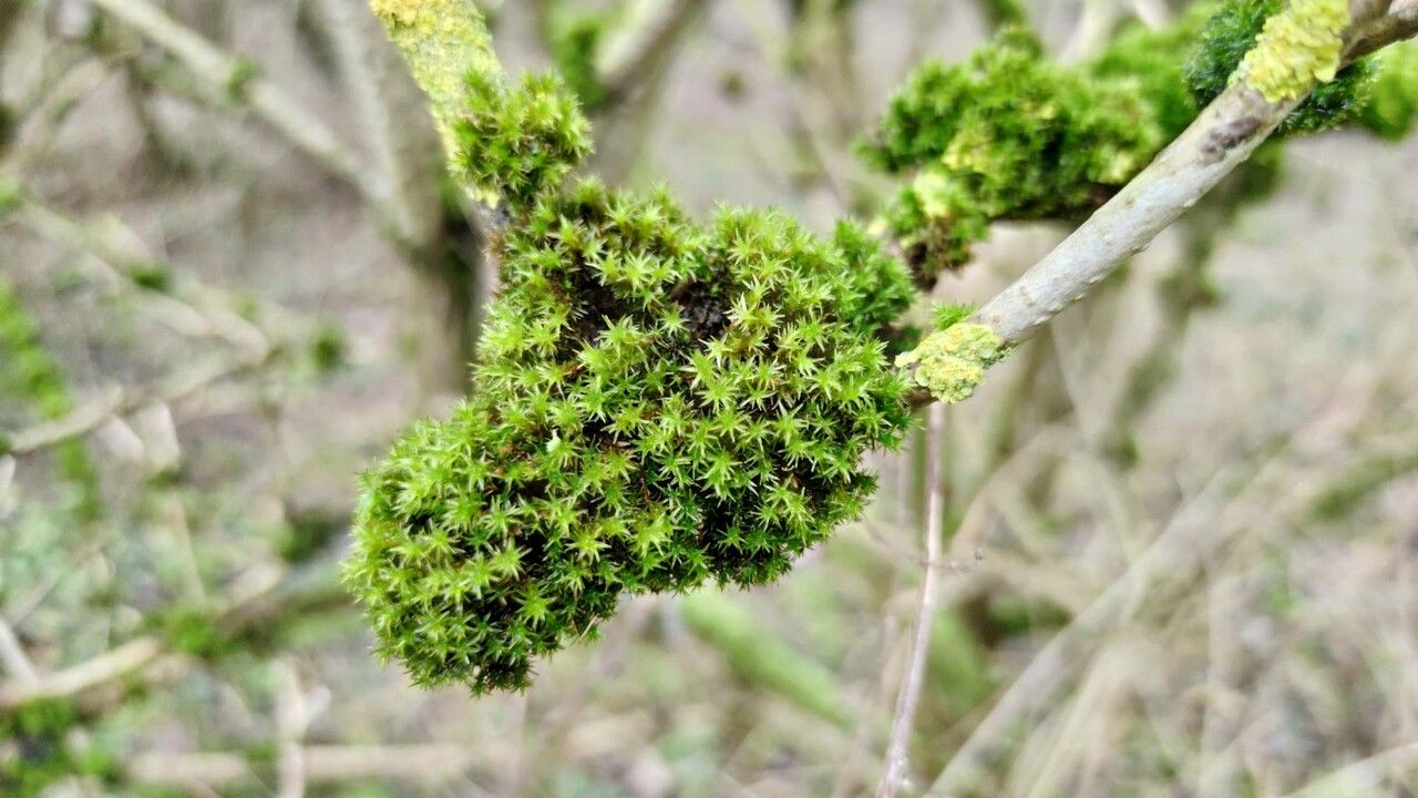 Campylopus introflexus flower